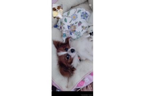 ひなちゃん1枚目