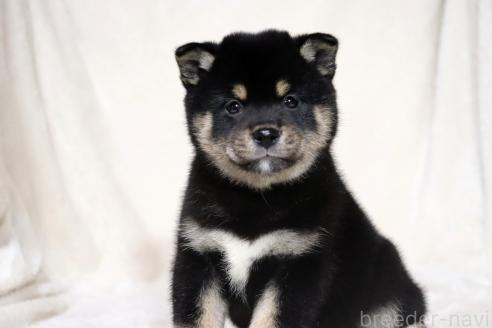 成約済の滋賀県の柴犬-367278の15枚目