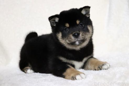 成約済の滋賀県の柴犬-367278の14枚目