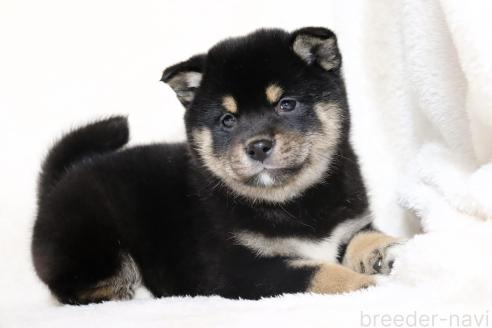 成約済の滋賀県の柴犬-367278の13枚目