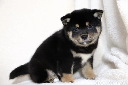 成約済の滋賀県の柴犬-367278の12枚目