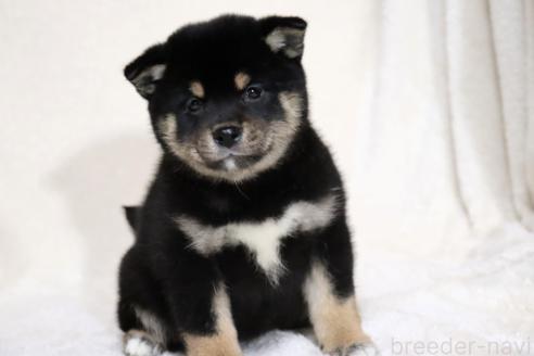成約済の滋賀県の柴犬-367278の11枚目