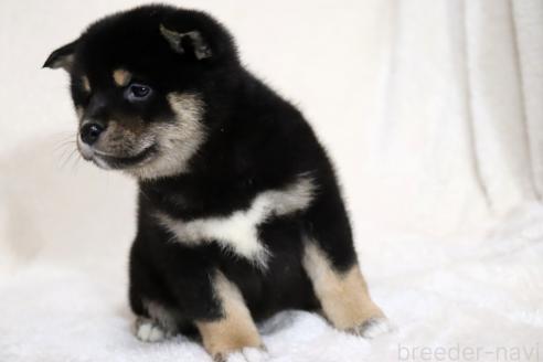 成約済の滋賀県の柴犬-367278の10枚目