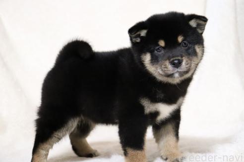 成約済の滋賀県の柴犬-367278の9枚目