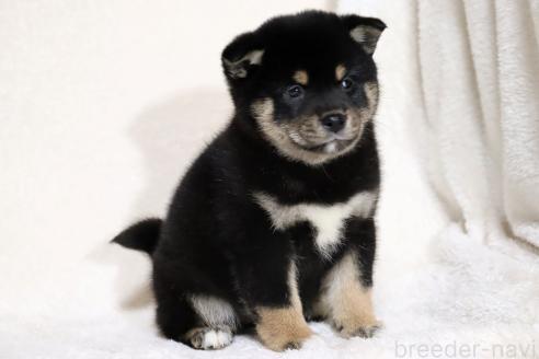成約済の滋賀県の柴犬-367278の8枚目