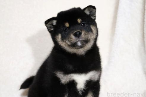 成約済の滋賀県の柴犬-367278の7枚目