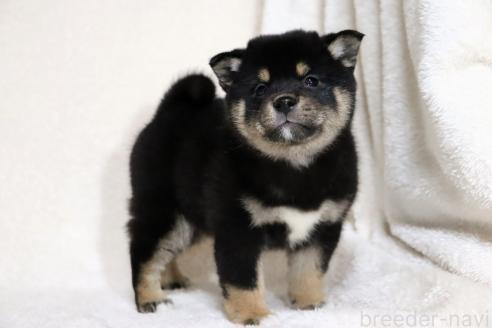 成約済の滋賀県の柴犬-367278の6枚目