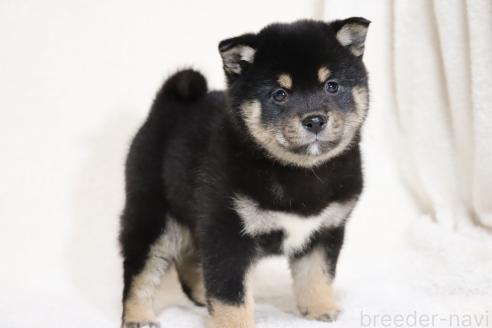 成約済の滋賀県の柴犬-367278の4枚目