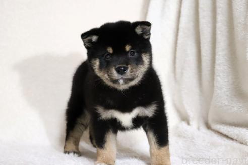 成約済の滋賀県の柴犬-367278の3枚目