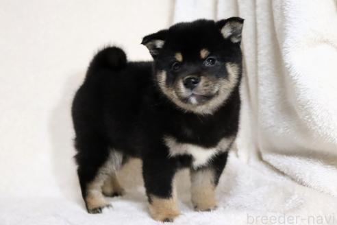 成約済の滋賀県の柴犬-367278の2枚目