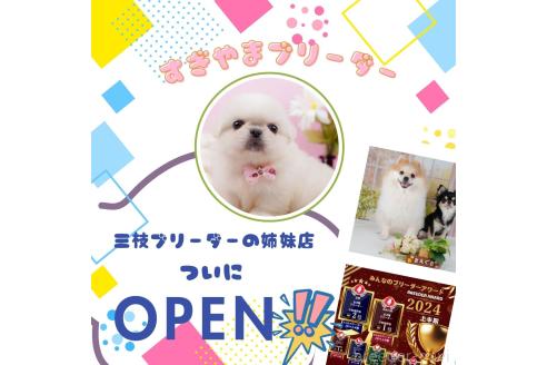 成約済の神奈川県のチワックス:チワワ×ミニチュアダックスフンド-367283の4枚目