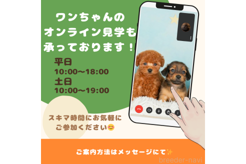成約済の千葉県のトイプードル-360629の2枚目