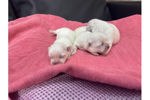 成約済の岐阜県のミックス犬-367316の14枚目