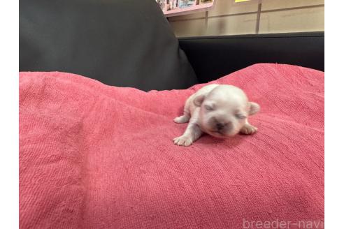 成約済の岐阜県のミックス犬-367317の22枚目