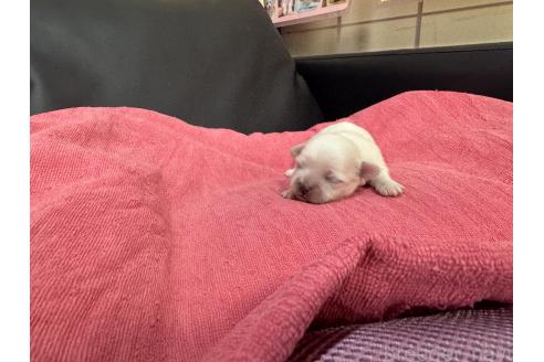 成約済の岐阜県のミックス犬-367317の20枚目