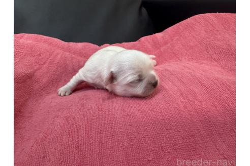 成約済の岐阜県のミックス犬-367317の19枚目