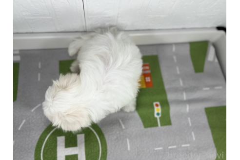 成約済の愛知県のマルチーズ-358577の5枚目