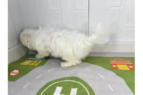 成約済の愛知県のマルチーズ-358577の4枚目