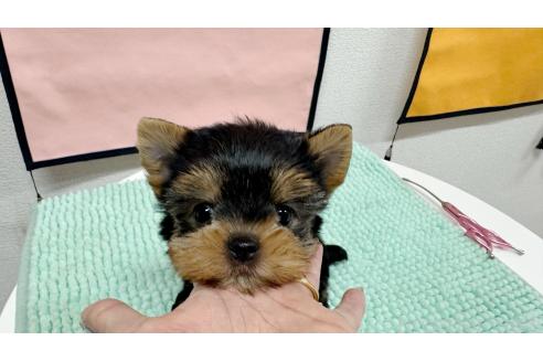 成約済の東京都のヨークシャーテリア-367331の4枚目