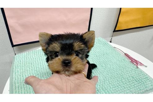 成約済の東京都のヨークシャーテリア-367331の2枚目