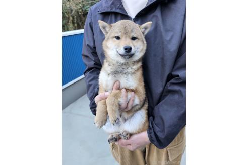 成約済の和歌山県の豆柴-341920の5枚目