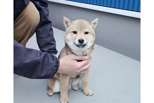 成約済の和歌山県の豆柴-341920の3枚目