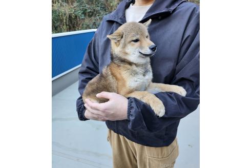 成約済の和歌山県の豆柴-341920の2枚目