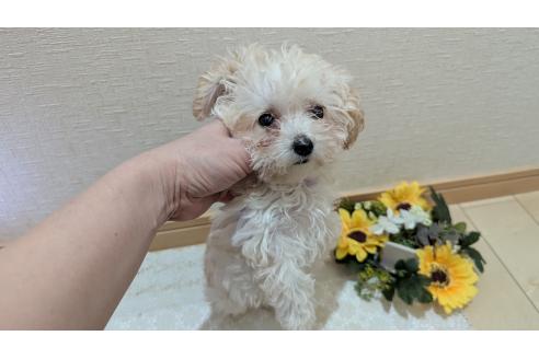 成約済の広島県のタイニープードル-359417の5枚目