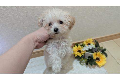 成約済の広島県のタイニープードル-359417の4枚目