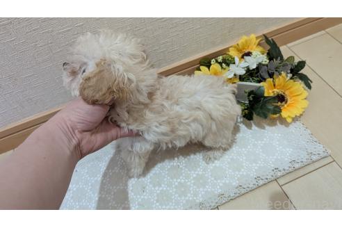 成約済の広島県のタイニープードル-359417の2枚目