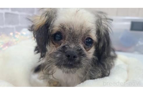 販売中の東京都のミックス犬-352609の7枚目