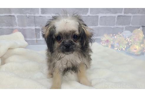 販売中の東京都のミックス犬-352609の6枚目