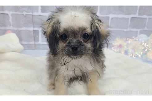 販売中の東京都のミックス犬-352609の5枚目