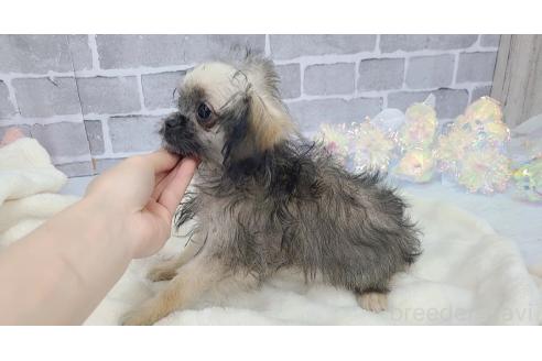販売中の東京都のミックス犬-352609の4枚目