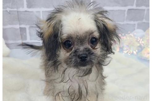 販売中の東京都のミックス犬-352609の3枚目