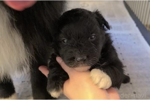 販売中の東京都のミックス犬-367351の32枚目