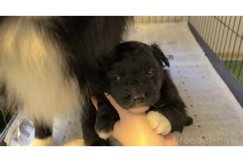 販売中の東京都のミックス犬-367351の30枚目