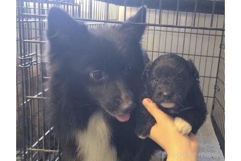 販売中の東京都のミックス犬-367351の29枚目