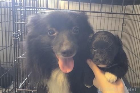 販売中の東京都のミックス犬-367351の28枚目