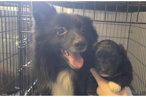 販売中の東京都のミックス犬-367351の27枚目