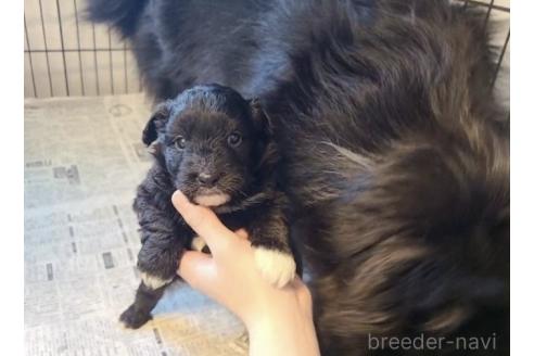 販売中の東京都のミックス犬-367351の25枚目