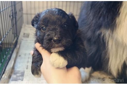 販売中の東京都のミックス犬-367351の24枚目