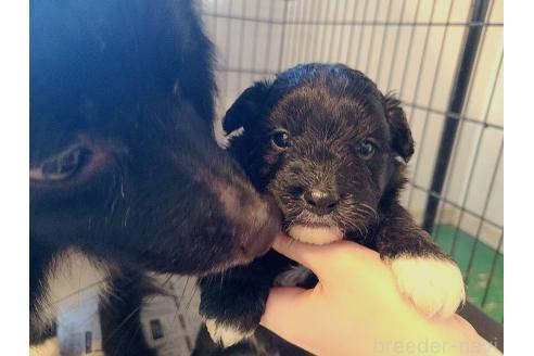 販売中の東京都のミックス犬-367351の22枚目