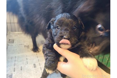 販売中の東京都のミックス犬-367351の20枚目