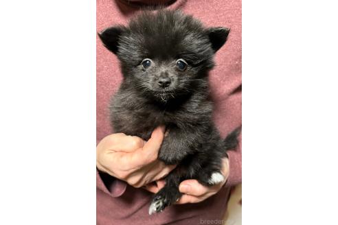 販売中の和歌山県のポメラニアン-367355の5枚目