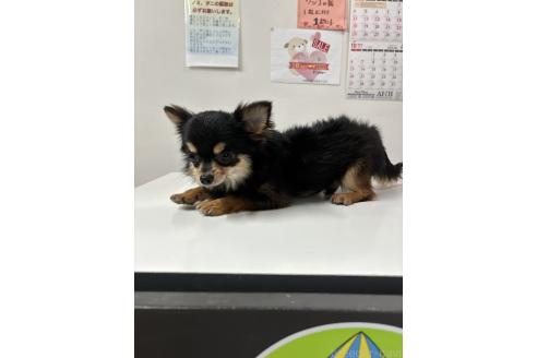 福吉くん1枚目