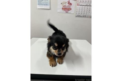 福吉くん1枚目