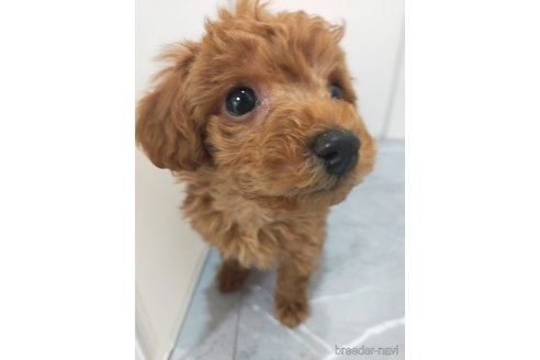 成約済の宮崎県のマルプー:マルチーズ×トイプードル-367147の3枚目