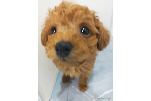 成約済の宮崎県のマルプー:マルチーズ×トイプードル-367147の4枚目
