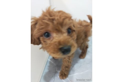 成約済の宮崎県のマルプー:マルチーズ×トイプードル-367147の2枚目